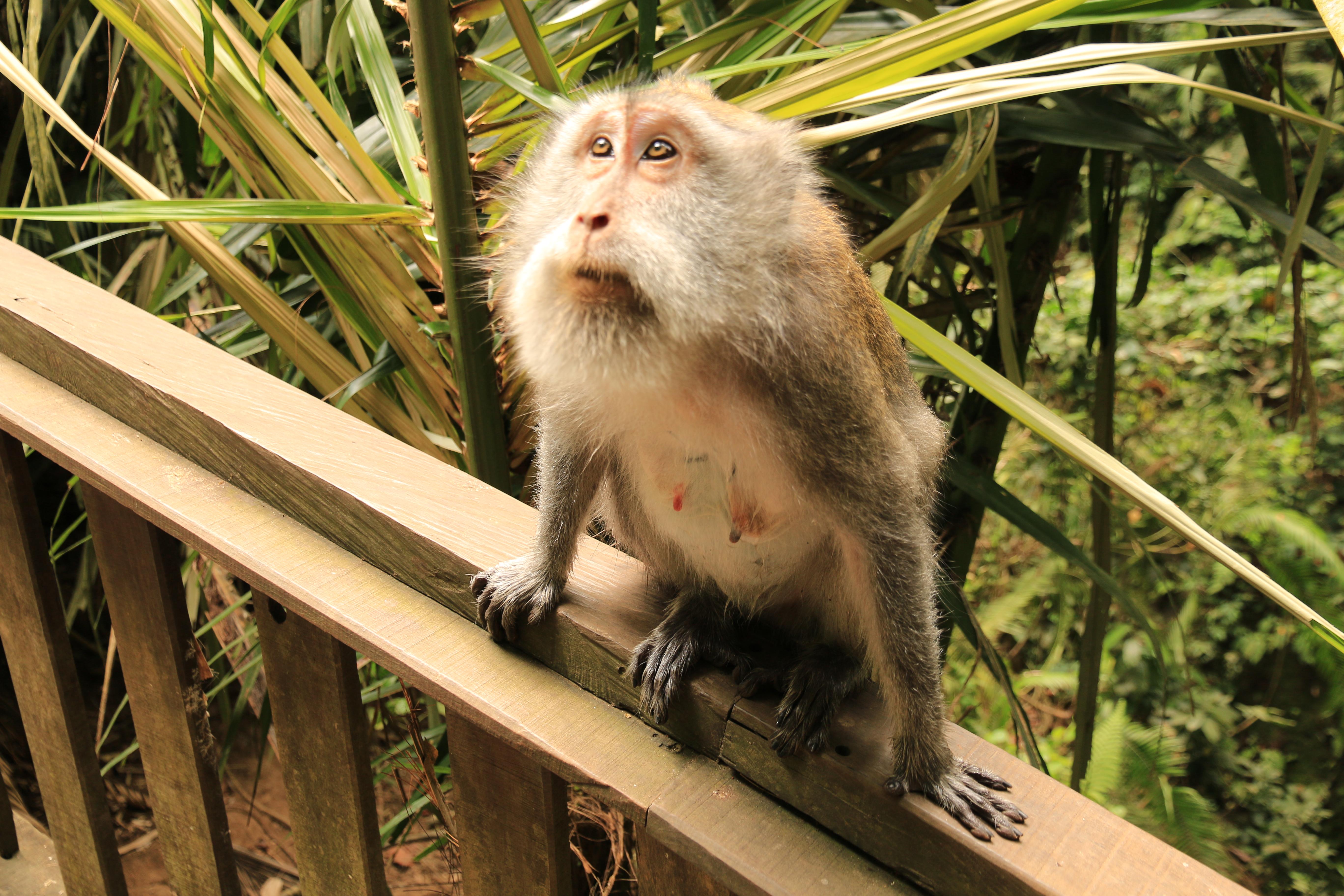 Ubud monkeys
